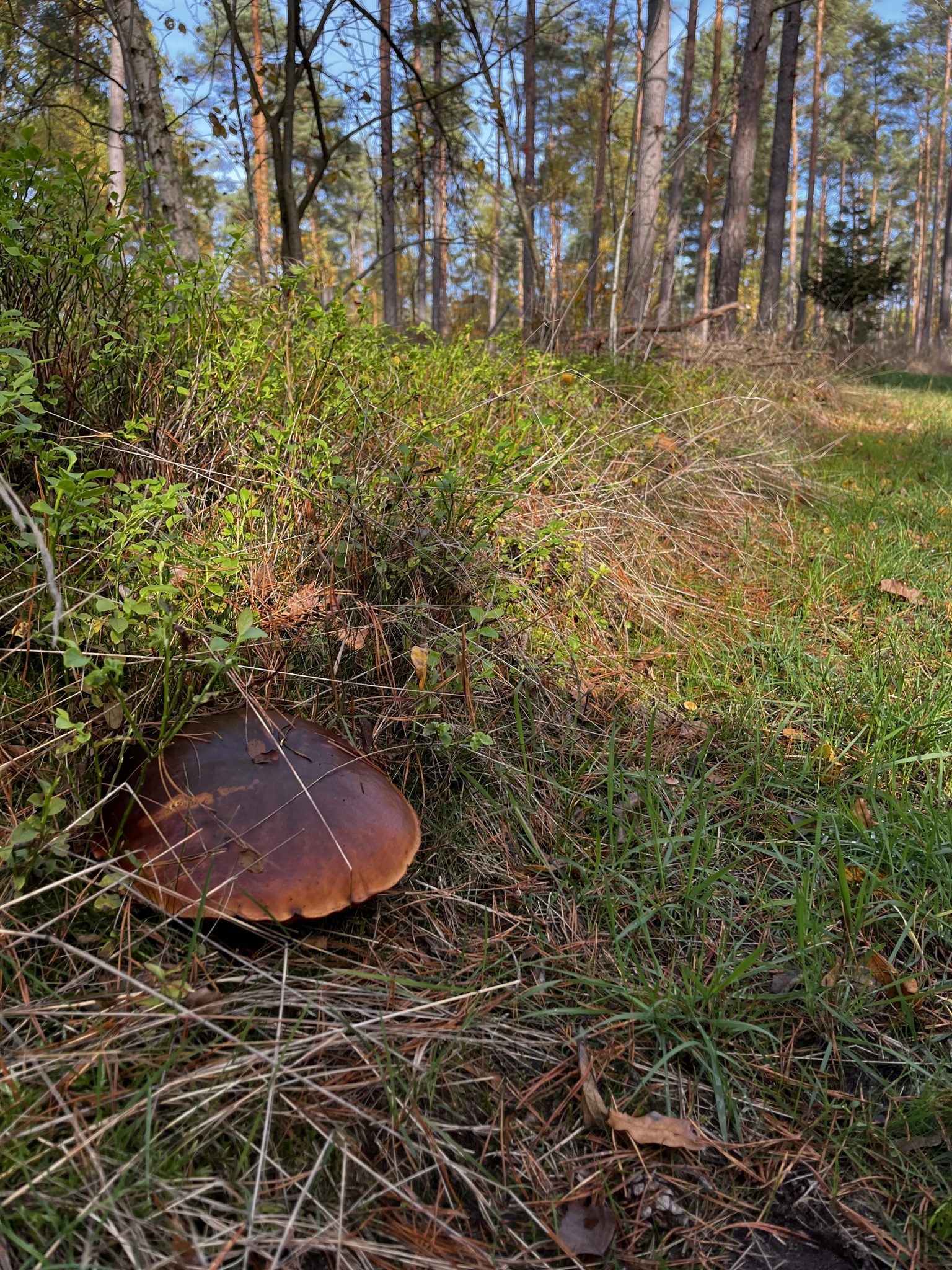 Pilz im Wald Lüneburger Heide für ein tolles Risotto Funghi